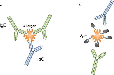 Nanobodies—Useful Tools for Allergy Treatment?